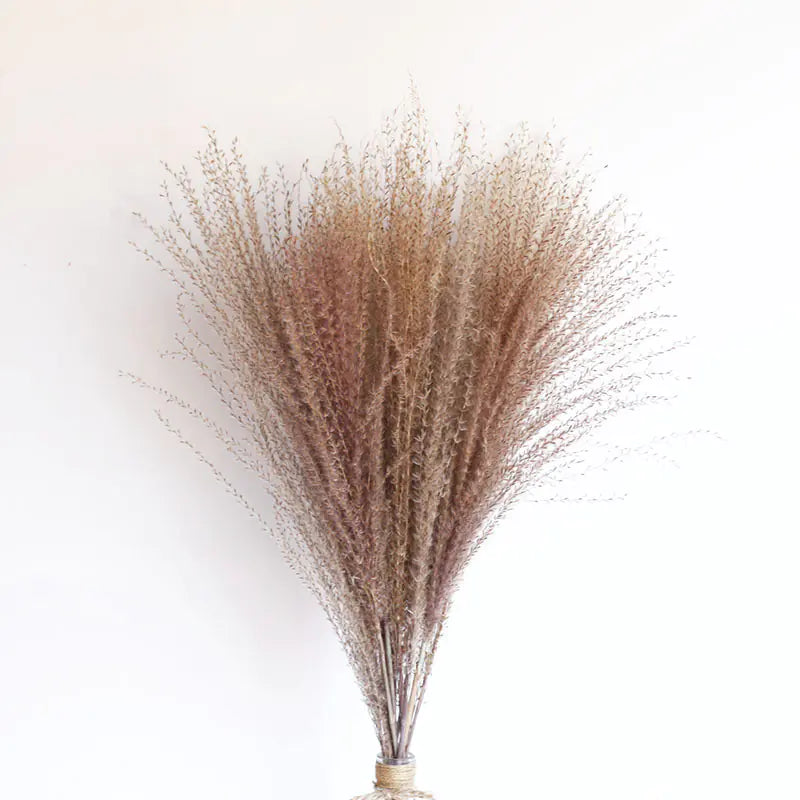 パンパスグラス｜ Dried Pampas Grass Bouque