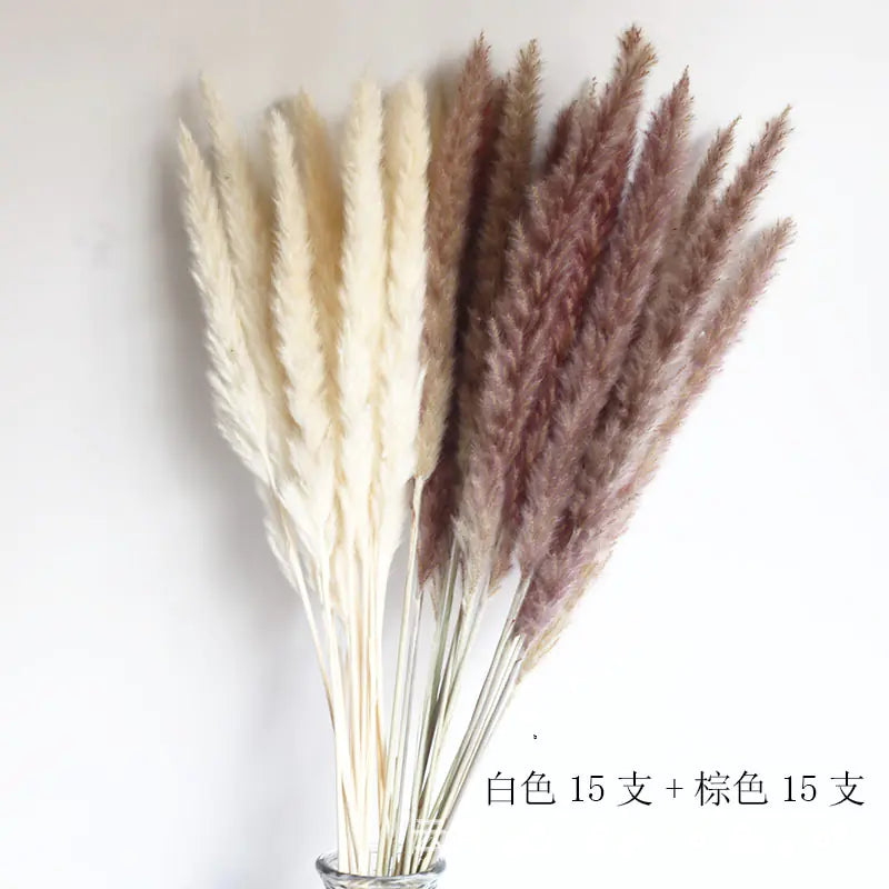 パンパスグラス｜ Dried Pampas Grass Bouque