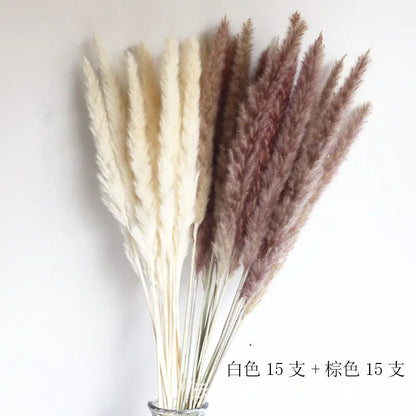 パンパスグラス｜ Dried Pampas Grass Bouque