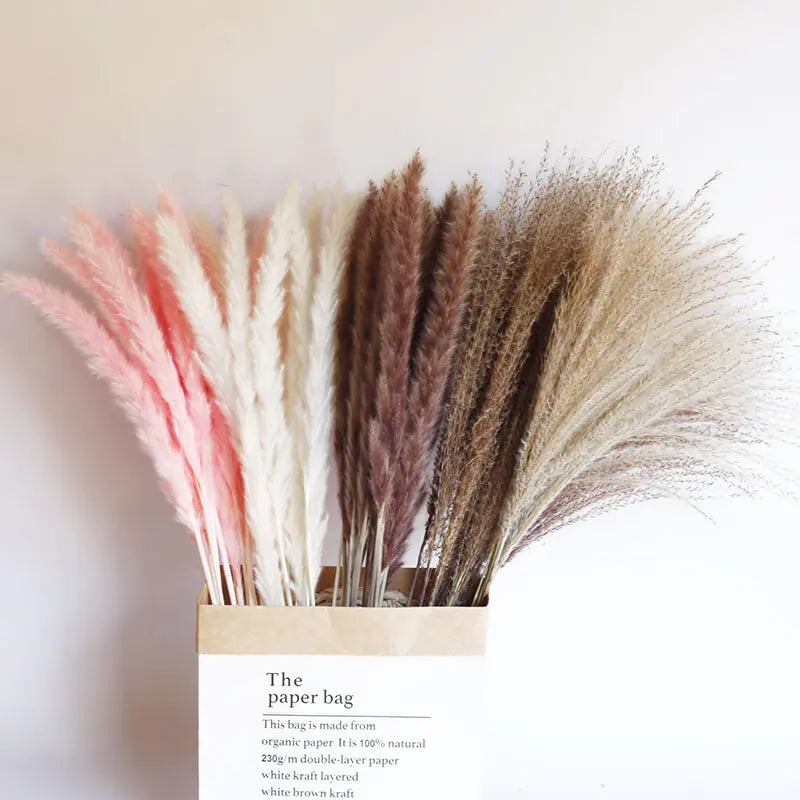 パンパスグラス｜ Dried Pampas Grass Bouque