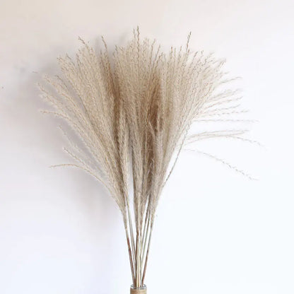パンパスグラス｜ Dried Pampas Grass Bouque