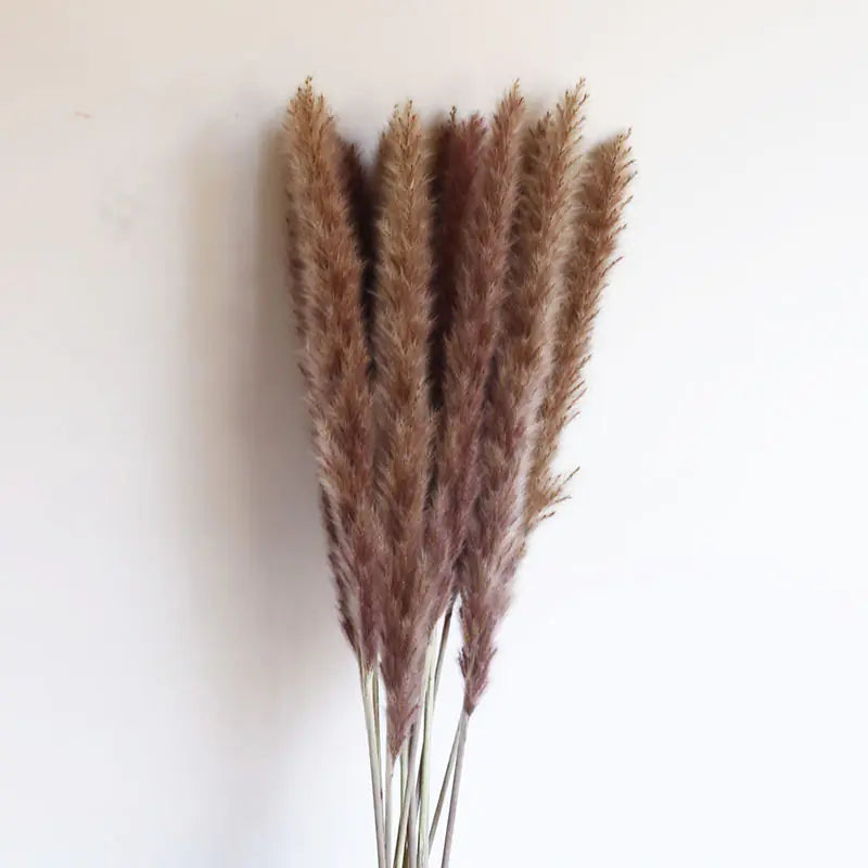 パンパスグラス｜ Dried Pampas Grass Bouque