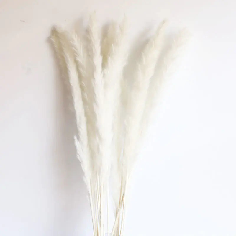 パンパスグラス｜ Dried Pampas Grass Bouque