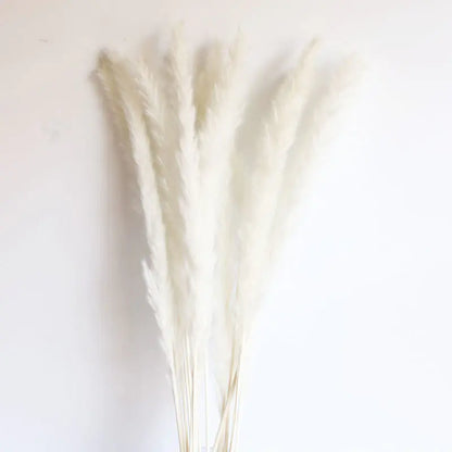 パンパスグラス｜ Dried Pampas Grass Bouque